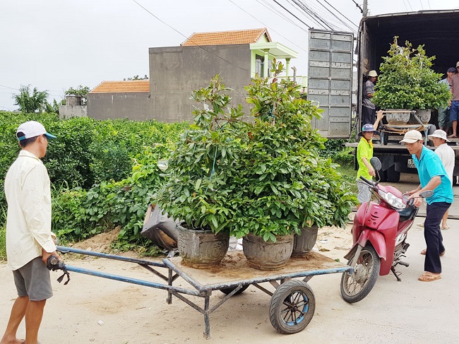 chuyen-nha-kien-vang