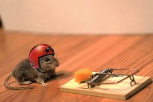 chuyen-nha-kien-vang